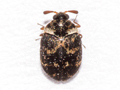 Anthrenus fuscus